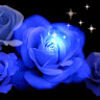nrose8899